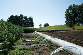 Furrow irrigation, using polypipe to flow water down crop rows, is a common agricultural practice throughout Mississippi, particularly in the Delta. (Photo by David Ammon)