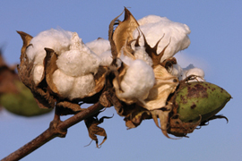 cotton against blue sky