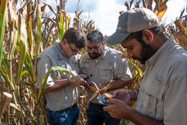 The Maze of Maize