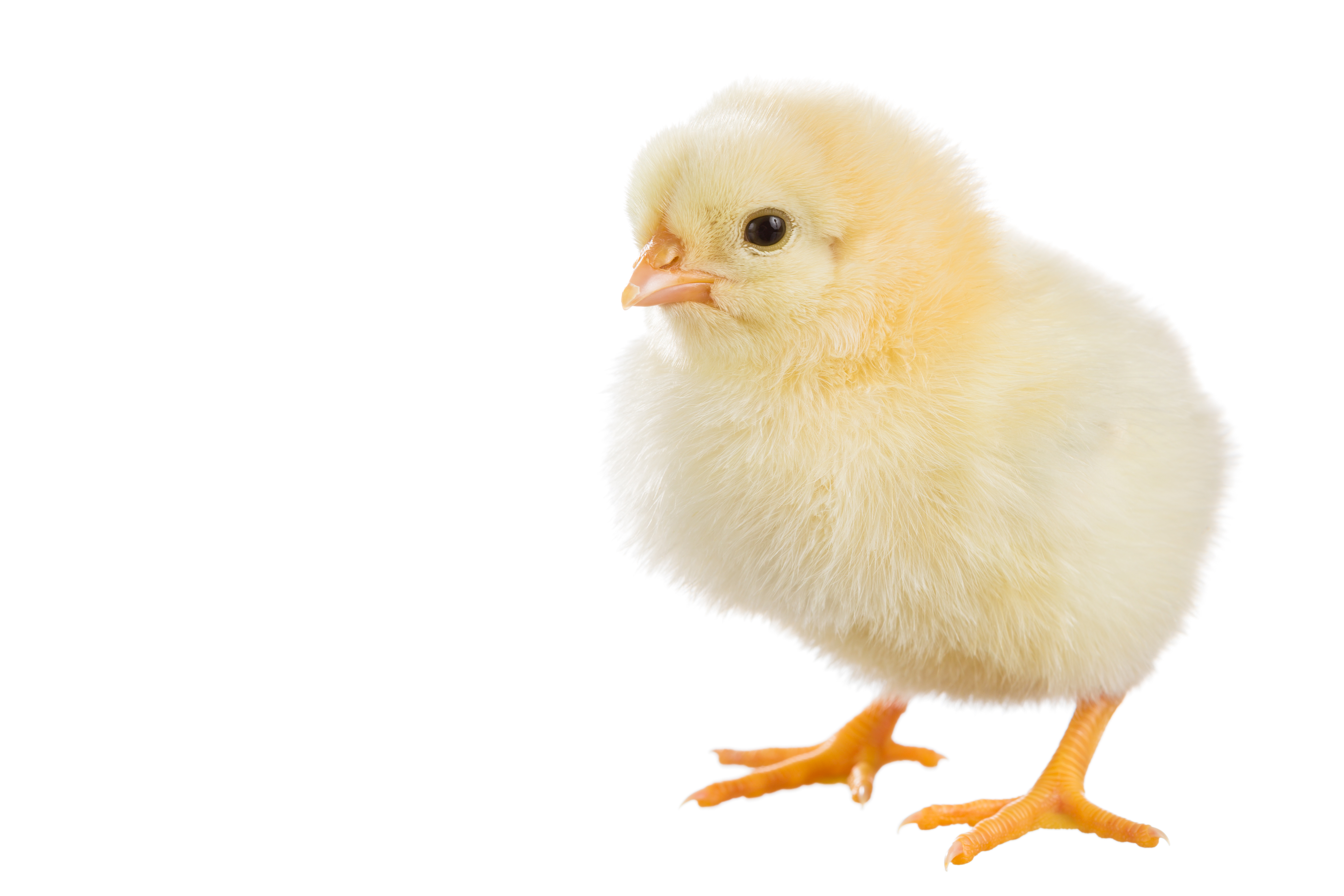 baby chick on white background