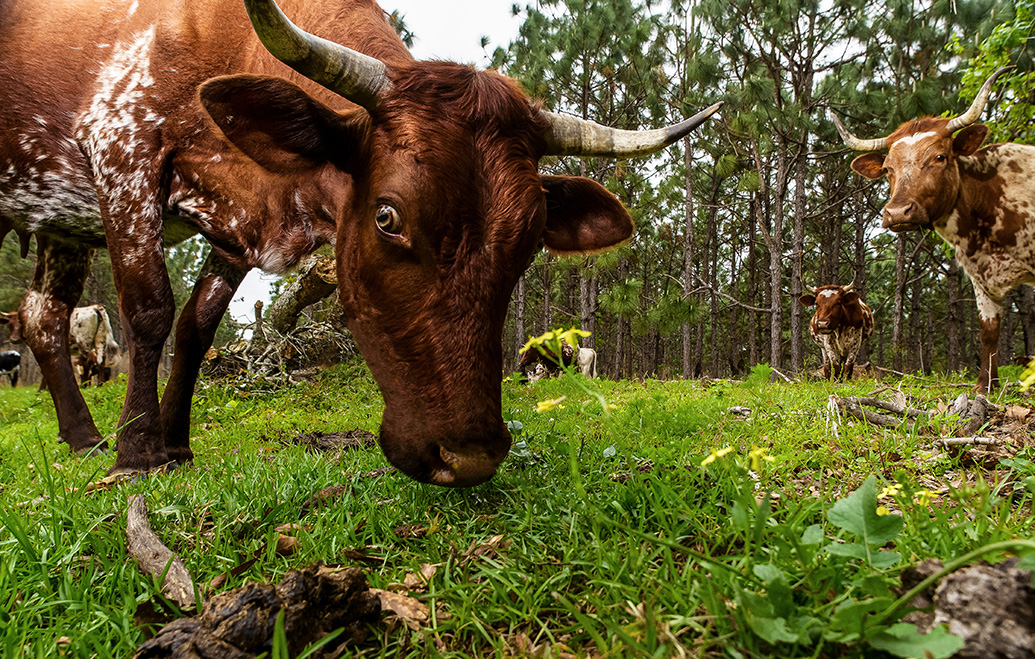 Grazing on the Coast