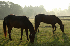 horses feeding in green grass