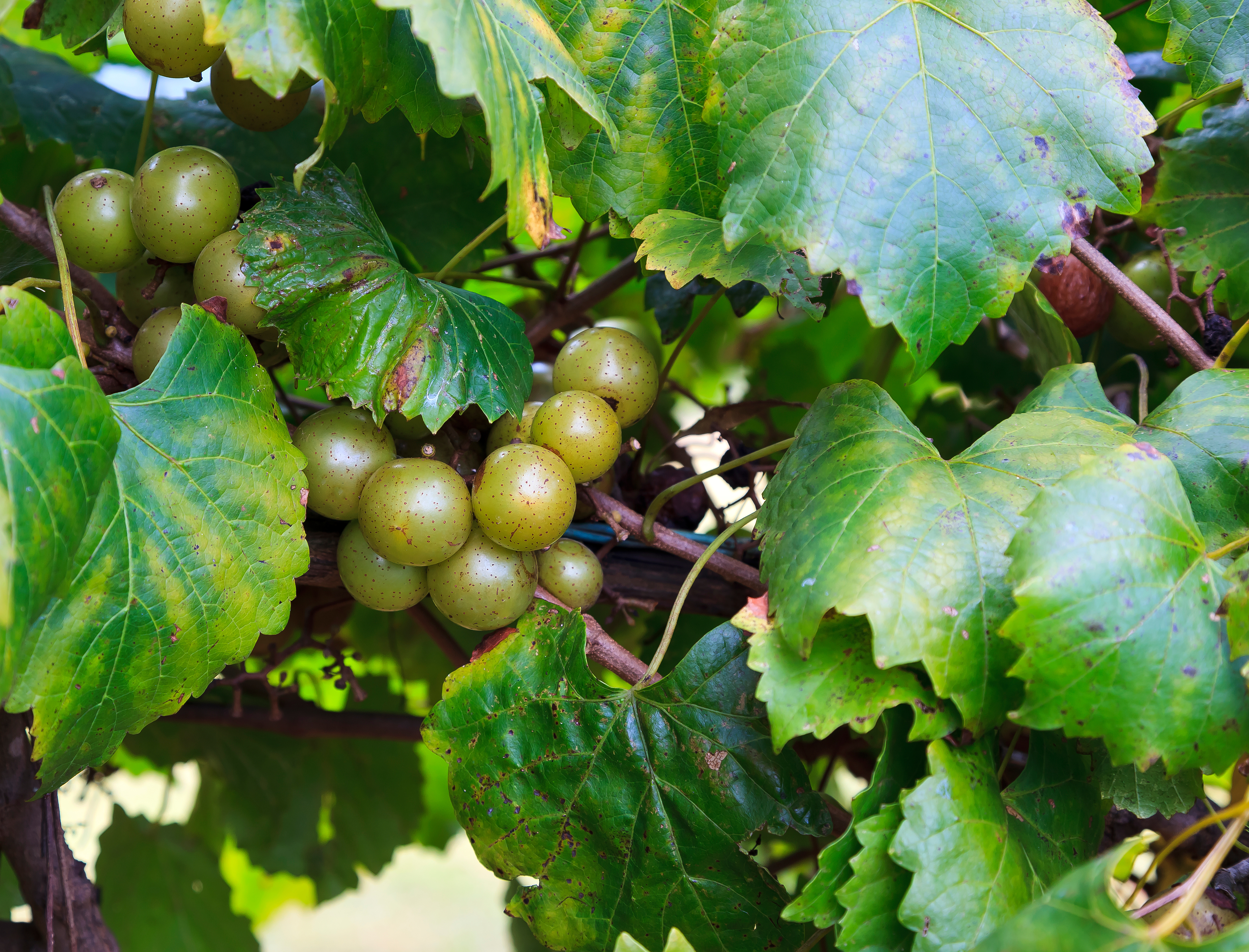 muscadines growing on a vine