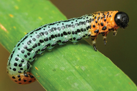 exotic catepillar pest on green leave