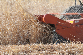 maching cutting grass