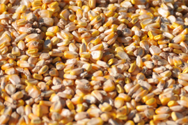 corn kernals