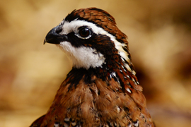 bobwhite quail