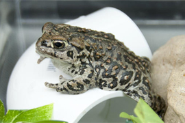 frog on white pvc pipe