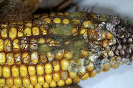 corn with aflatoxin