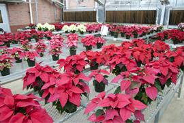 greenhouse with poinsettas