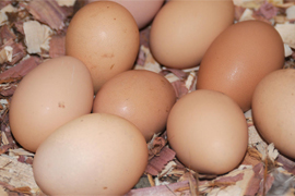 brown eggs