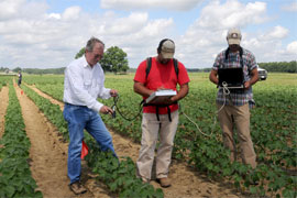 scientists examining cotton plants