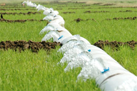 water from a polypipe irrigating rice