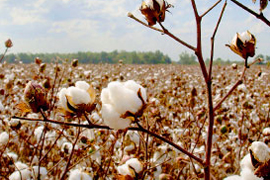 cotton ready for harvest