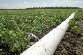 cotton running from a polypipe irrigating soybean
