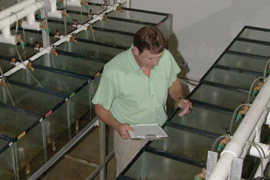 scientist standing over fish tanks