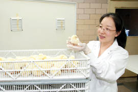 scientist holding baby chick