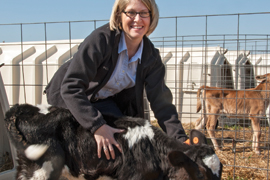 scientist with a dairy calf