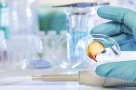 scientist with fruit in a petri dish in a laboratory