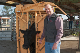 scientist with a cow in a cattle chute
