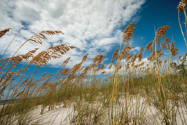 coastal dunes with blue sky