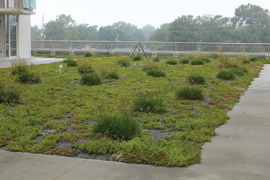roof top garden