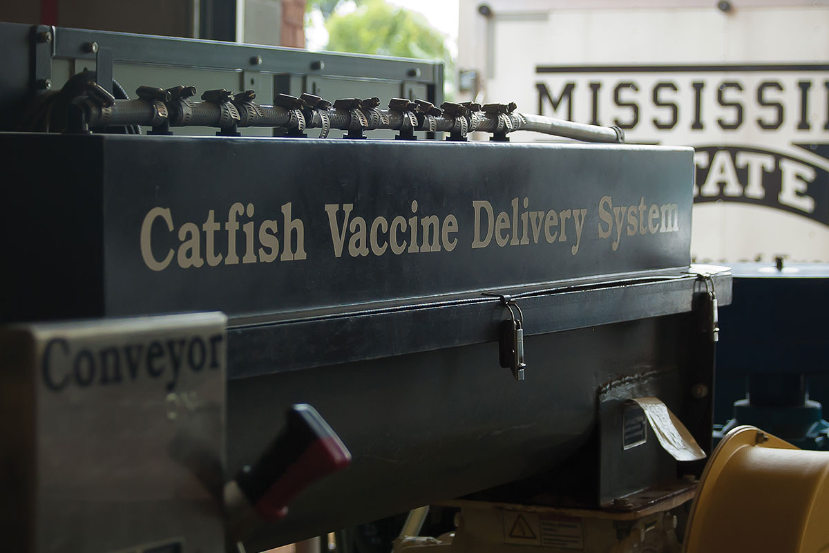 catfish vaccine delivery system