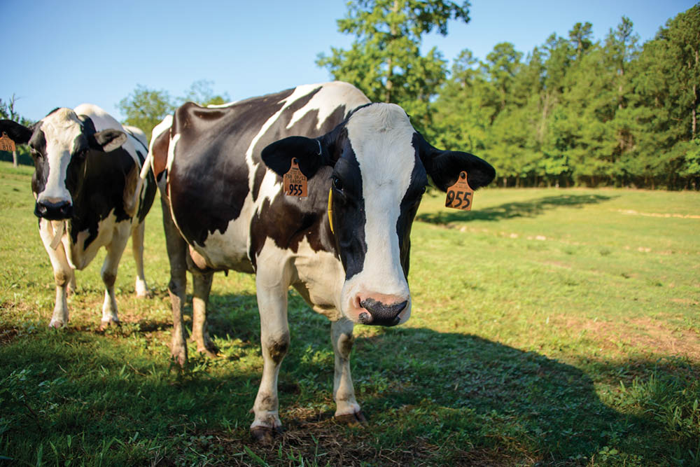 Dairy Herd