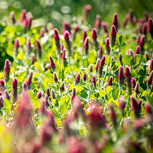 Cover Crops