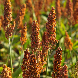 Grain Sorghum