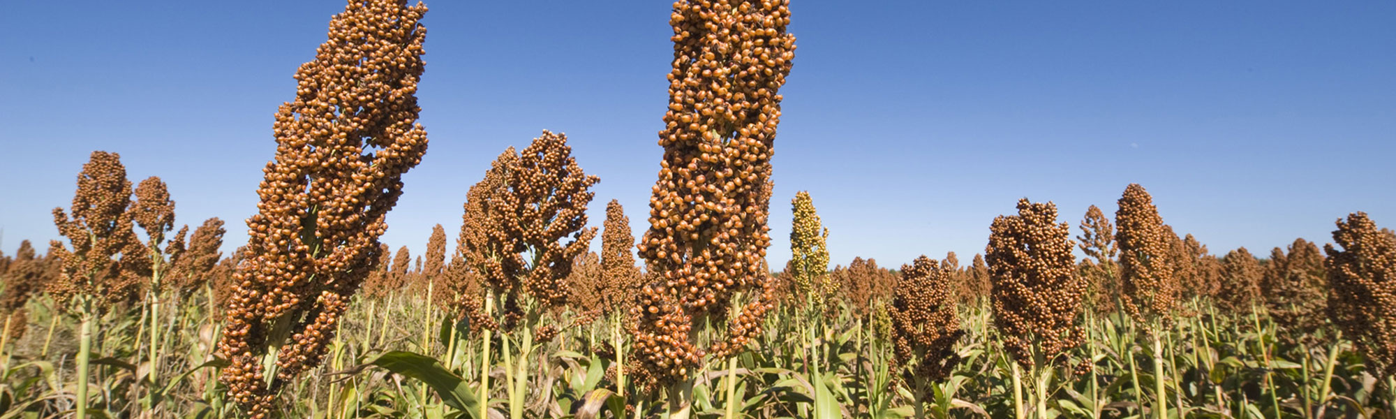 Sorghum