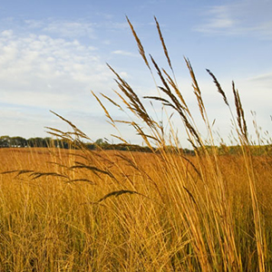 Native Grass